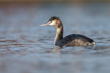 Büyük tepeli batağan, Sukuşu