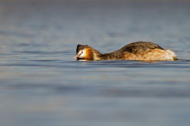 Büyük tepeli batağan, Sukuşu
