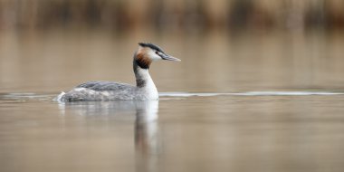 Büyük tepeli batağan, Sukuşu