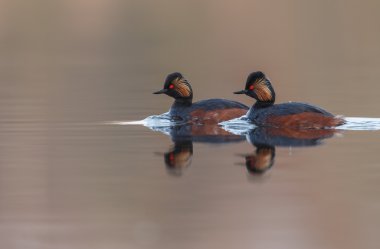 Kara boyunlu batağan kuşlar
