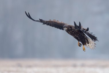 Beyaz kuyruklu kartal 