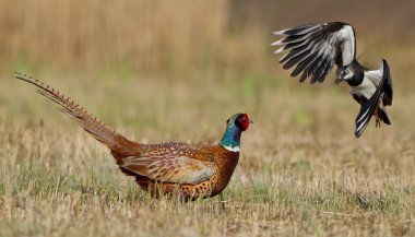 Pheasant is attacked by a lapwing clipart