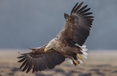 White tailed eagle  clipart