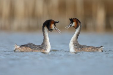 Büyük tepeli batağan, su
