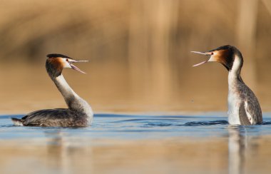 Büyük tepeli batağan, su