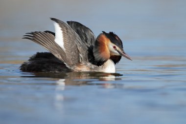 Büyük tepeli batağan, Sukuşu