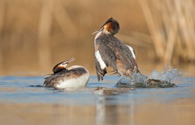Büyük tepeli batağan, su