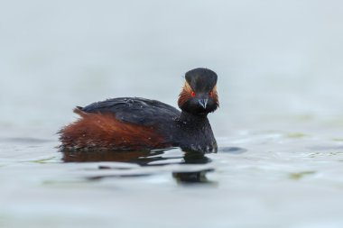 Kara boyunlu batağan kuş