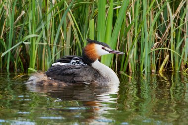 Büyük tepeli batağan, Sukuşu