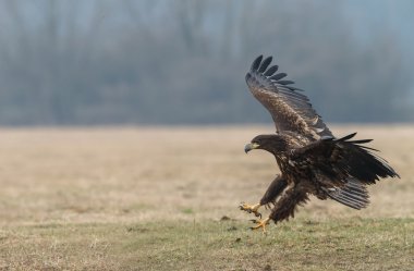 Beyaz kuyruklu kartal 