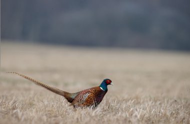 Pheasant male beautiful portrait clipart