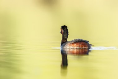 Kara boyunlu batağan kuş