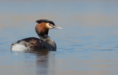 Büyük tepeli batağan, Sukuşu
