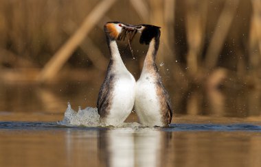 Great Crested Grebe, waterbirds clipart
