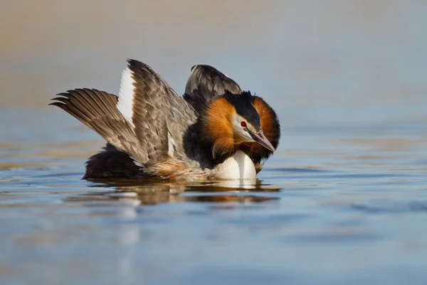 Μεγάλη λοφιοφόρος Grebe, υδρόβιων πτηνών — Φωτογραφία Αρχείου