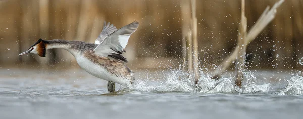 Μεγάλη λοφιοφόρος Grebe, υδρόβιων πτηνών — Φωτογραφία Αρχείου