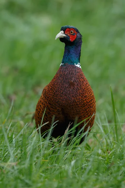 Pheasant male beautiful portrait — Stock Photo, Image