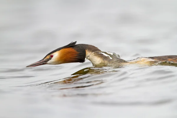 Gran Grebe Crestado, Pájaro Acuático — Foto de Stock