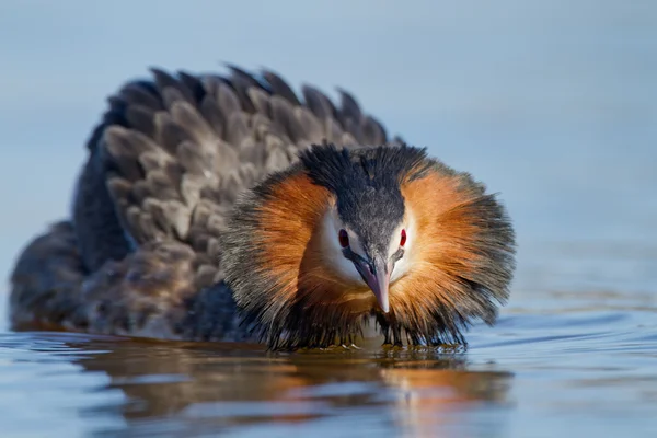 カンムリカイツブリ、水鳥 — ストック写真