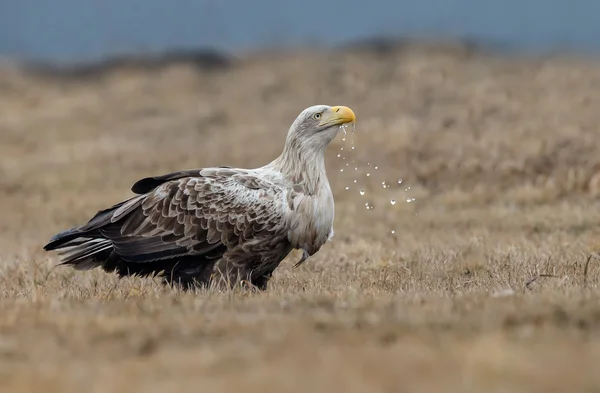 White tailed eagle — Stock Photo, Image