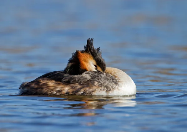 Fuut, geslacht — Stockfoto