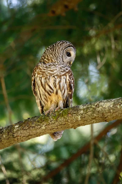 Barred owl on green tree — Stock Photo, Image