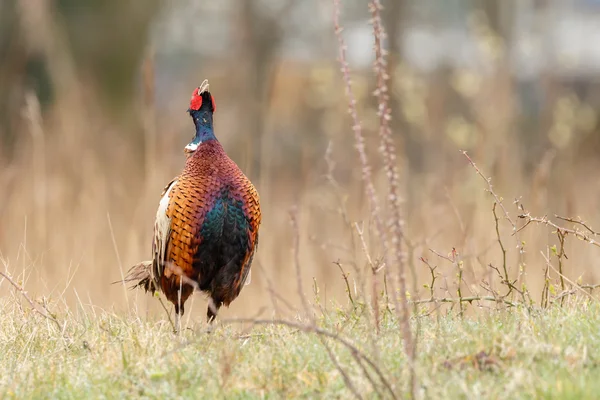 Fasanenmännchen schön porträtiert — Stockfoto