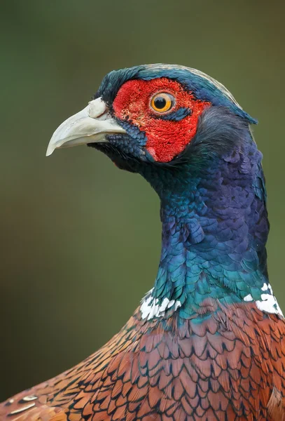 Fasanenmännchen schön porträtiert — Stockfoto