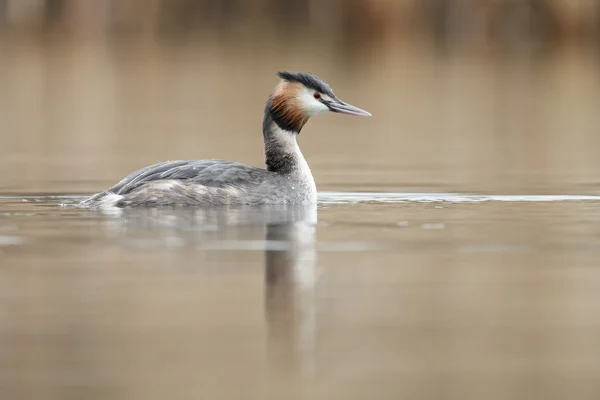 Great Crested Grebe, waterbird — Stock Photo, Image