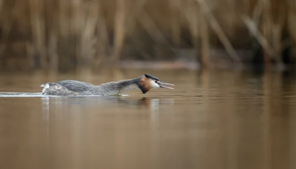 Haubentaucher, Wasservogel — Stockfoto