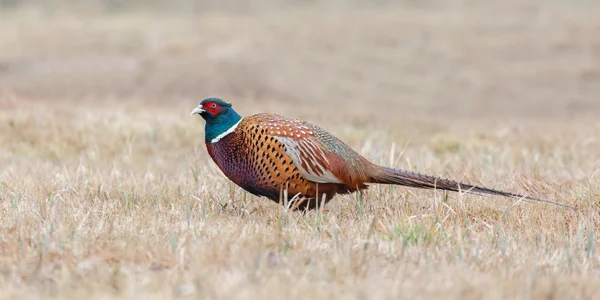 Pheasant male beautiful portrait — Stock Photo, Image