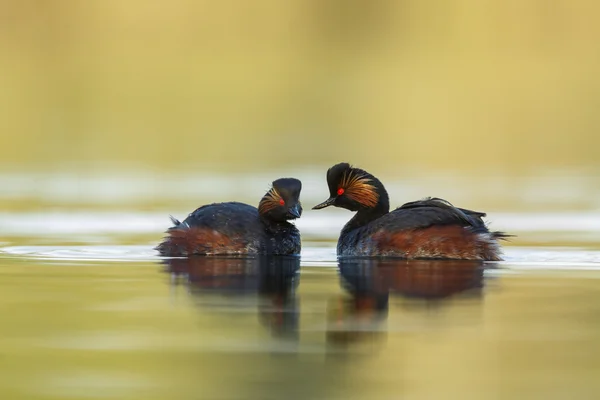 The black-necked grebe birds — ストック写真