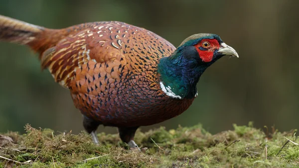 Fasanenmännchen schön porträtiert — Stockfoto