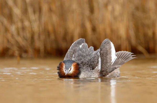 Haubentaucher — Stockfoto