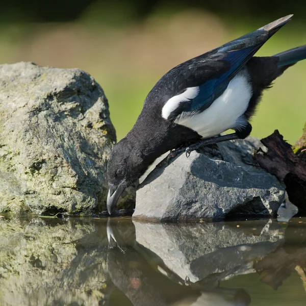 Magpie bird on nature — ストック写真