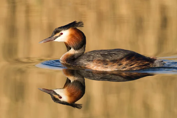 Haubentaucher, Wasservogel — Stockfoto