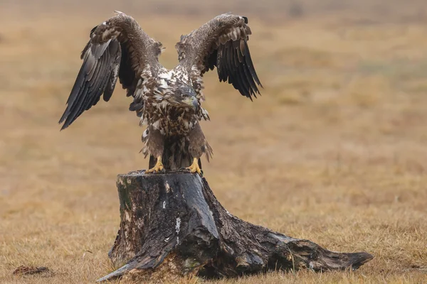 Águila de cola blanca — Foto de Stock