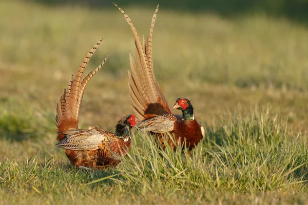 Pheasant males are fighting — Stock Photo, Image