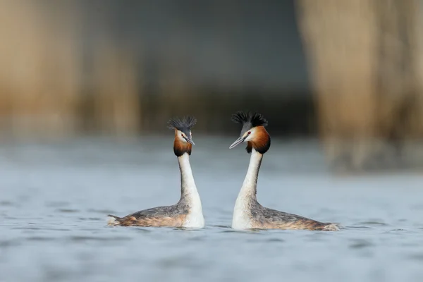 Grande Grebe Crested, uccelli acquatici — Foto Stock