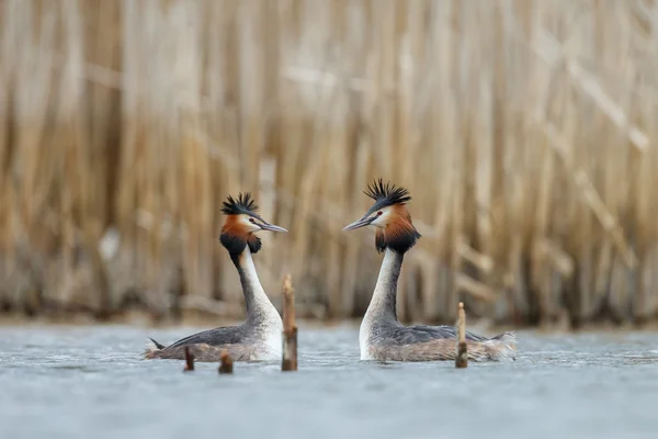 Perkoz dwuczuby, ptaków wodnych — Zdjęcie stockowe