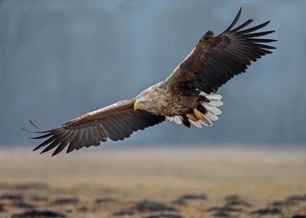 Aquila coda bianca — Foto Stock