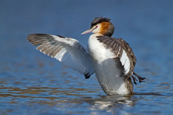 カンムリカイツブリ、水鳥 — ストック写真