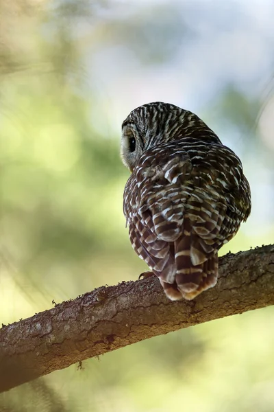 Barred owl on green tree — Stock Photo, Image