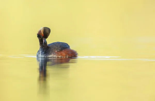 O pássaro grebe de pescoço preto — Fotografia de Stock