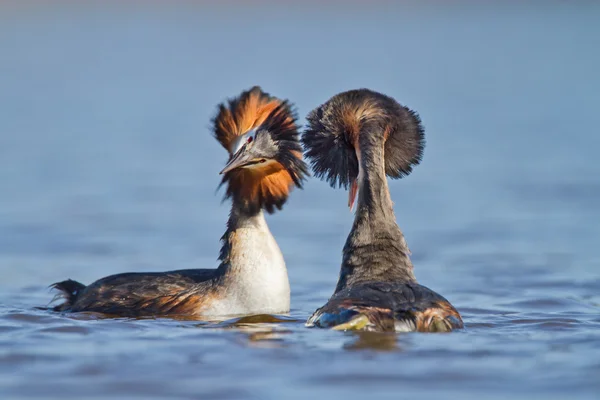 Grande Grebe Crested, uccelli acquatici — Foto Stock