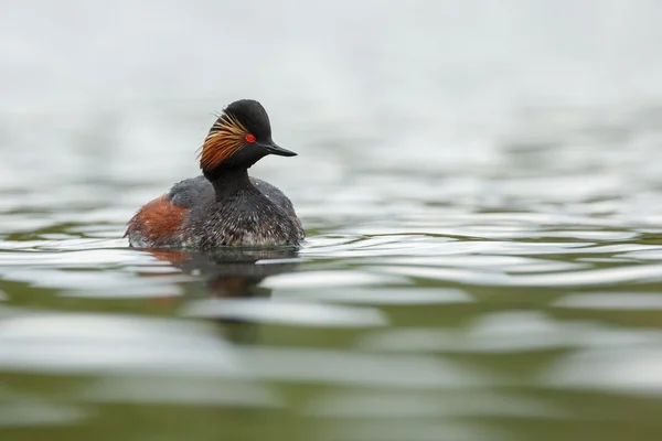 The black-necked grebe bird — Φωτογραφία Αρχείου