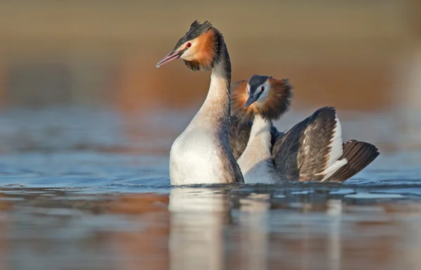 Grande Grebe Crested, uccelli acquatici — Foto Stock