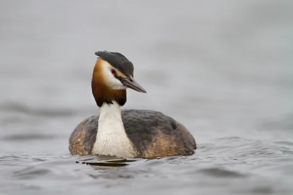 Great Crested Grebe, waterbird — Stock Photo, Image