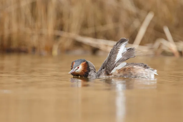 Grande Grebe Crested — Fotografia de Stock