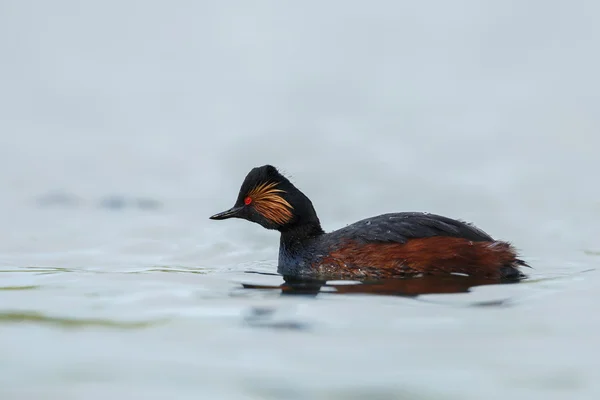 O pássaro grebe de pescoço preto — Fotografia de Stock